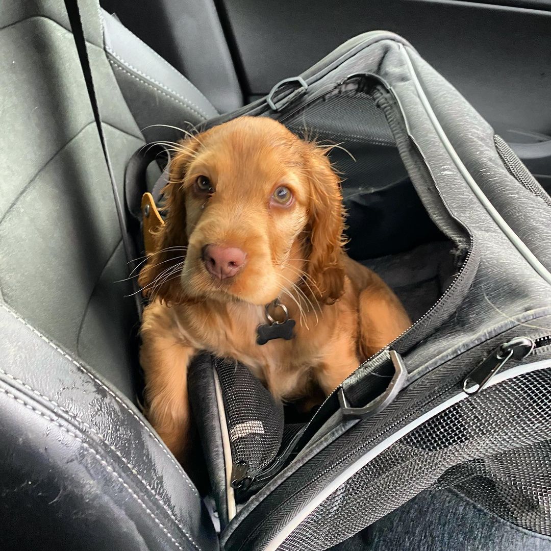 Cocker Spaniel Welpe sucht Familie